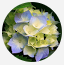 mebane patient testimonial image from google
