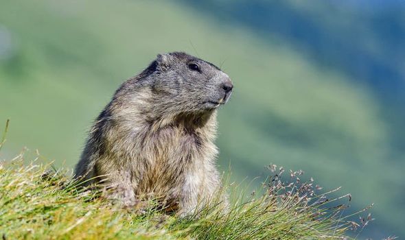 groundhog with pretty landscape