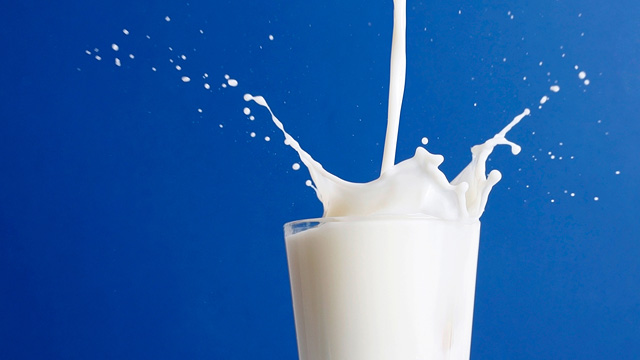 glass of milk splashing with cobalt blue background