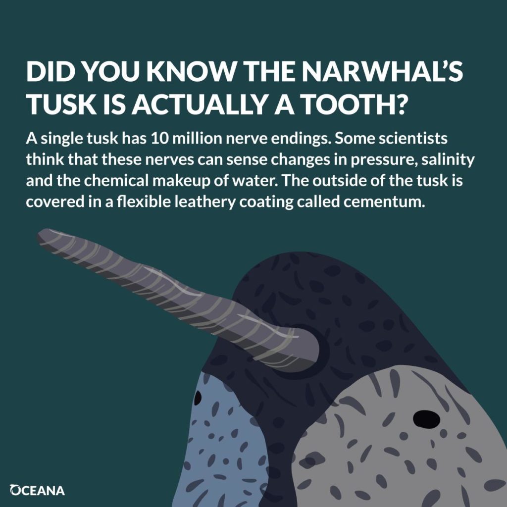 Narwhals tusk as tooth