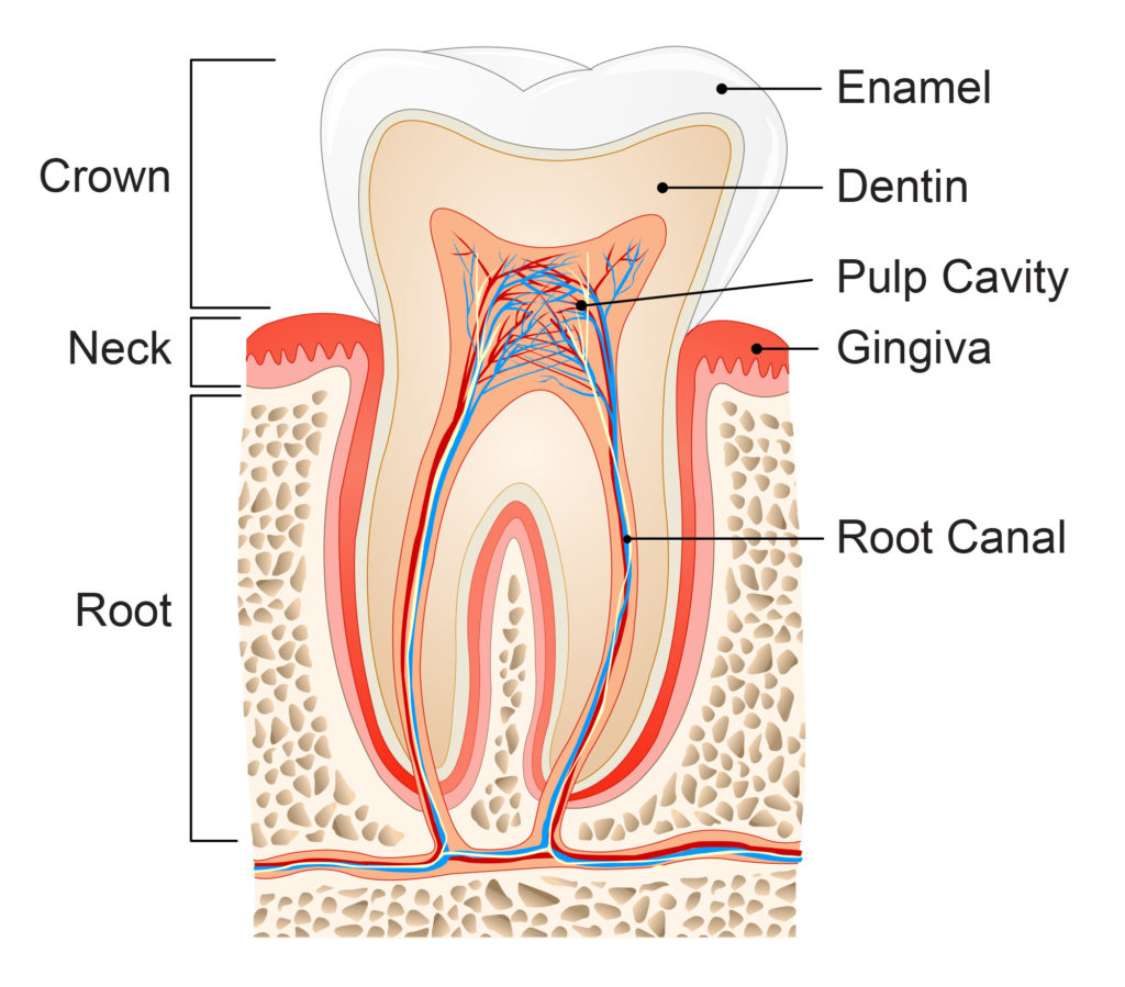 tooth structure